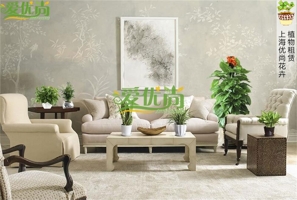 上海最好的家庭室内植物绿化植物租赁公司