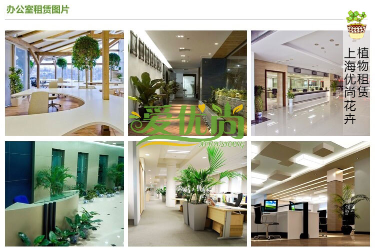 上海家庭办公商务室内绿色植物/植物租赁服务