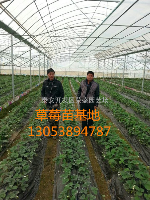 贵州法兰地草莓苗 新一代法兰地草莓苗品种