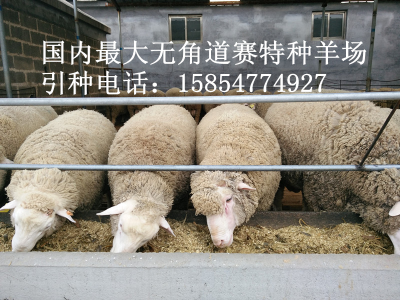 夏洛莱羊种羊场，无角道赛特肉羊价格 进口绵羊品种