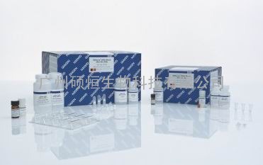 QIAGEN 51104 QIAamp DNA Blood Mini Kit/QIAamp 血液DN