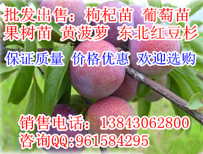 黑龙江牡丹江出售果树苗，有李子苗 ，苹果苗