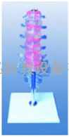 腰骶椎椎间盘和脊神经电动模型，电动腰骶椎椎间盘和脊神经模型 