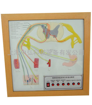 脊神经的组成和分布电动模型，电动脊神经的组成和分布模型