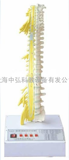 脊柱骨与脊神经关系电动模型，电动脊柱骨与脊神经关系模型