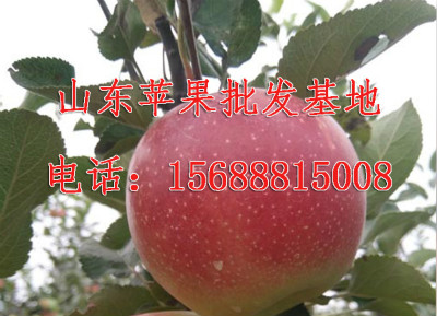 15688815008,山东苹果价格