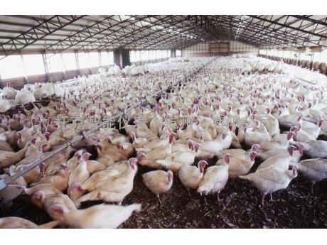 ZUK系列鸡鸭养殖环境监控系统