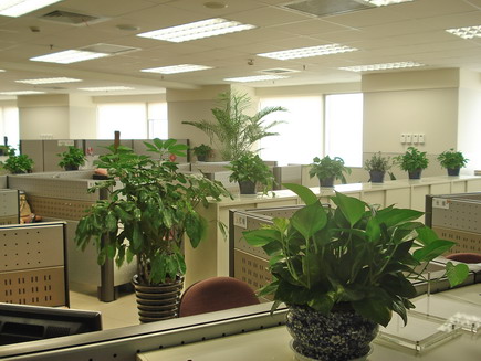 上海虹口区办公室内绿化公司