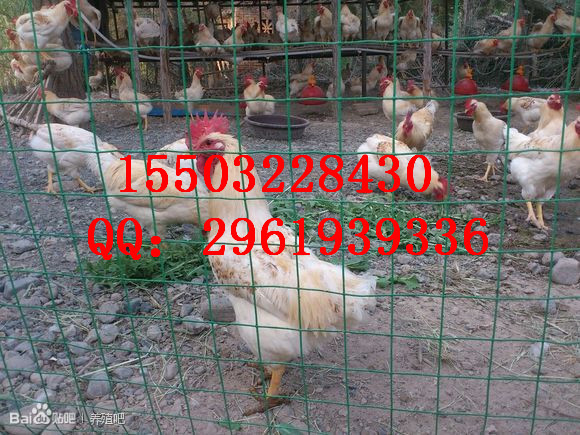 绵阳养殖场围栏网多少钱一米15503228430