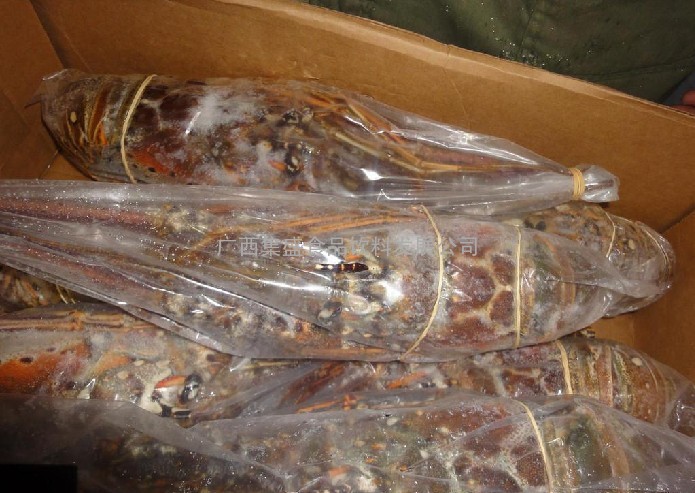 厂家批发鲜活海鲜古巴龙虾 美国龙虾 波斯顿龙虾 澳洲龙虾