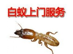 深圳专业灭白蚁公司-福田专业灭白蚁公司