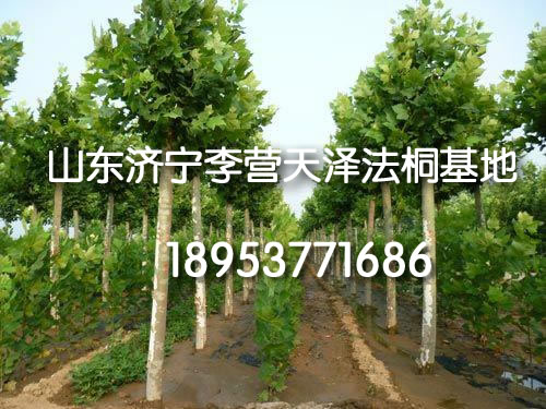 2016法桐米径2-5公分速生法桐苗木报价2015hss1202