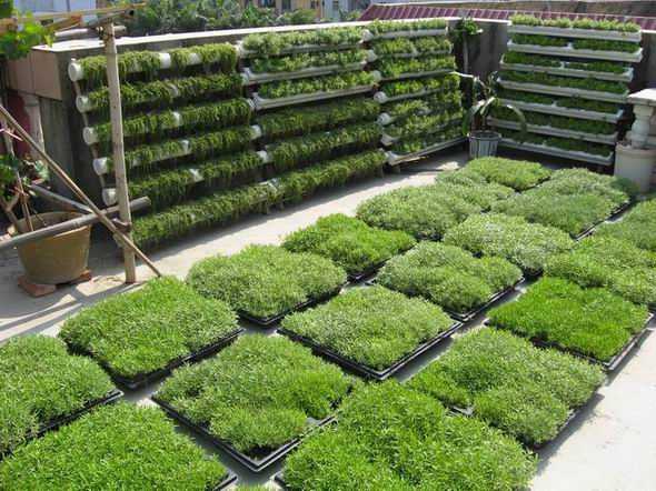 佛甲草：全国目前最适宜屋顶绿化植物