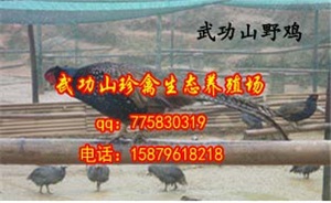 广东郁南县野鸡苗珍禽养殖孵化基地 批发野鸡苗免费防疫