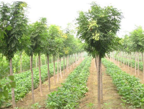 金宝园林厂家介绍种植2公分栾树的催芽方法