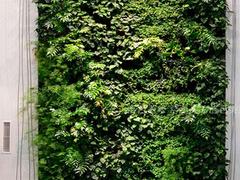 高仿真人造植物墙信息：专业的高仿真植物墙建造