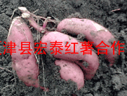 地瓜、红薯、地瓜苗、种薯、红薯薯苗15606389958
