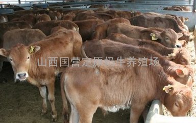 山西育肥牛犊价格2016年