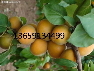 金太阳杏价格陕西丰元红杏上市凯特杏种植基地