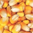 常年求购玉米小麦油糠麸皮次粉等饲料原料