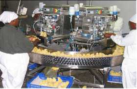 意大利FM Automationi孵化场小鸡自动免疫机