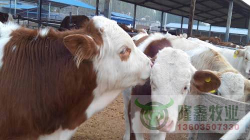 大量出售肉牛育肥牛架子牛繁殖母牛小肉牛