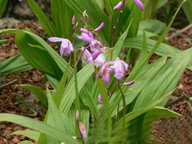 临沂独叶白芨/哪里收购白芨