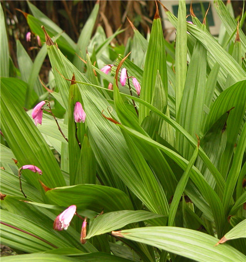 菏泽白花白芨/中药材白芨的价格