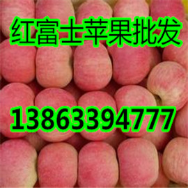 山东苹果今日红富士苹果批发价格
