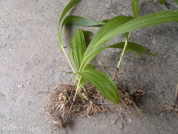 许昌白芨怎么种植/白芨种子批发