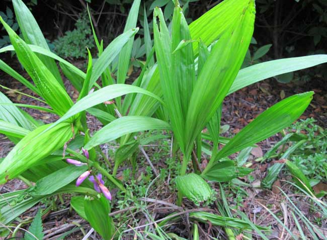 长沙野生白芨/白芨生长环境