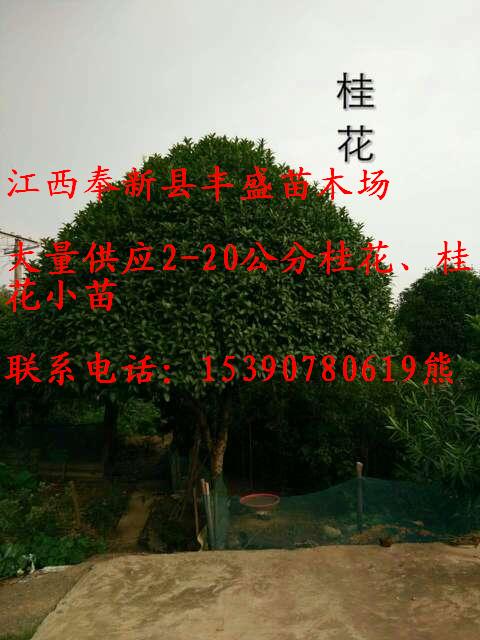 2-20公分桂花、广玉兰、3-20公分香樟树;3-12公分红叶石楠;