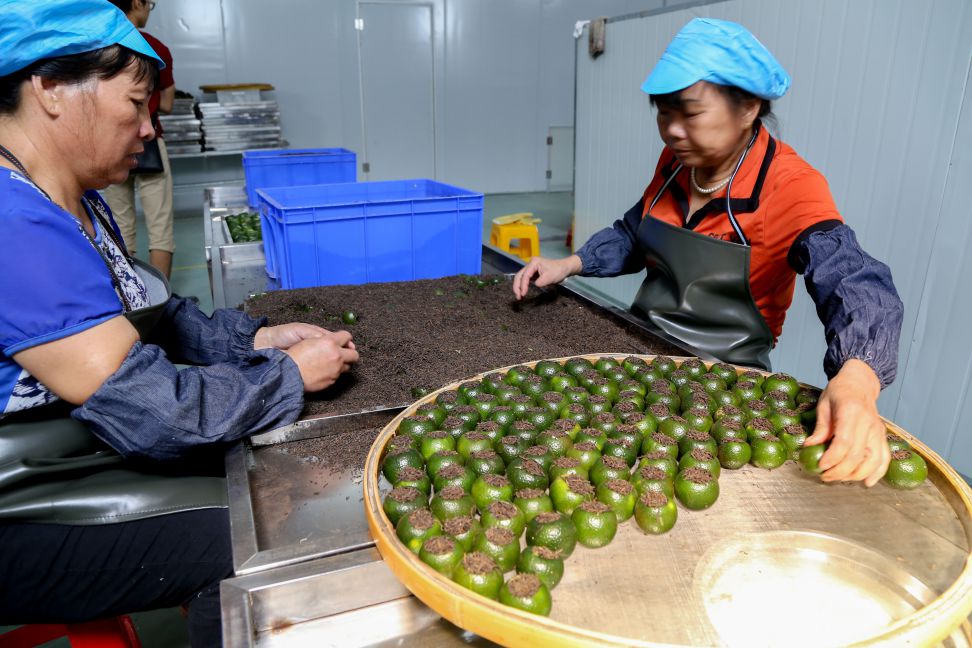 临沧柑普茶代加工、批发、零售｜紫云斋柑普茶厂家