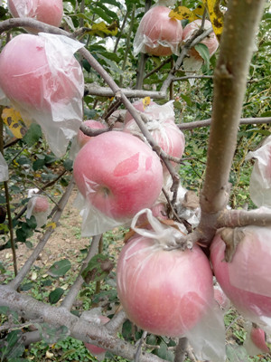 大荔膜袋红富士苹果批发陕西冰糖心红富士苹果基地价格