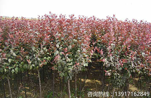 红叶李种植基地，红叶李价格行情，红叶李产地