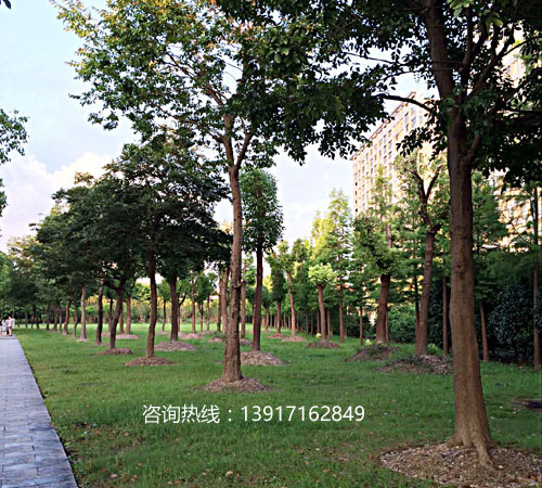 城市绿化苗，城市绿化树-上海虹硕实业供应