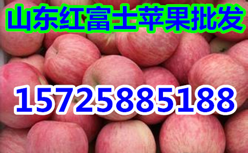 山东苹果产地市场价格出售批发纸袋红富士苹果