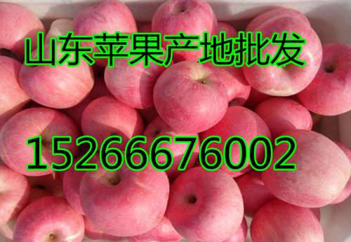 山东苹果降价红富士苹果产地价格