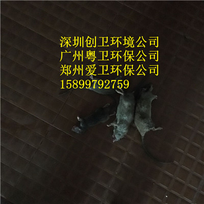 深圳专业家庭灭鼠的方法