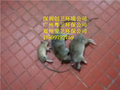 深圳专业灭鼠公司
