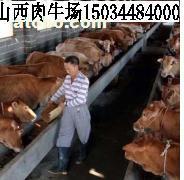 重庆小牛犊价格