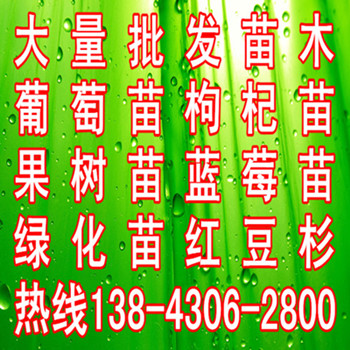 尚志出售东北红豆杉，牡丹江批发东北红豆杉，哈尔滨供应东北红豆杉