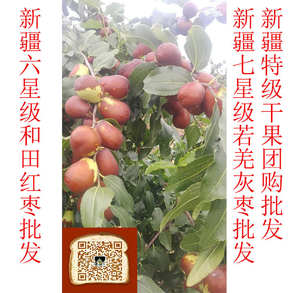 广州市新疆最贵的红枣首选和田玉枣 不是价格最贵而是品质最贵