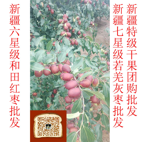 广州市新疆红枣批发公司 就找汇博冠购买纯天然和田玉枣
