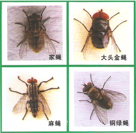 东莞灭苍蝇，饭蚊子，苍蝇，苍蝇习性，苍蝇防治，苍蝇灭治