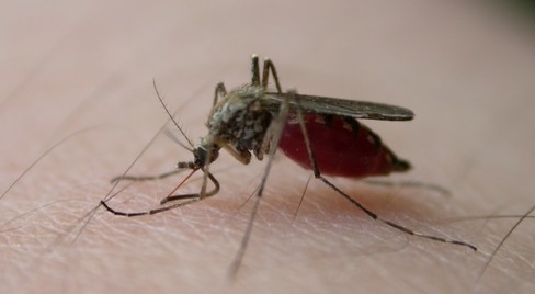 东莞灭蚊虫，蚊子，蚊虫，蚊子习性，蚊虫防治，蚊虫灭治