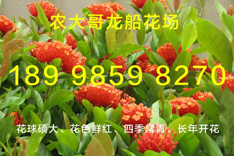 小叶龙船花