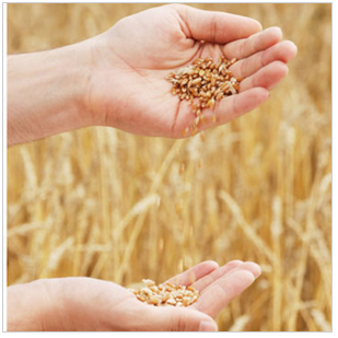 安徽农耕种业有限公司 优质小麦种子