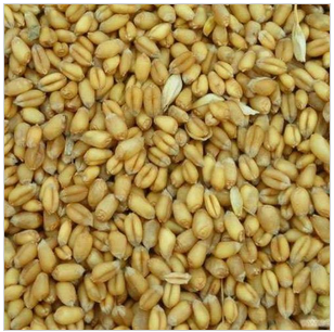 安徽农耕种业有限公司种植二级小麦种子