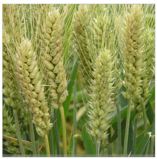 安徽农耕种业有限公司种植小麦 优质小麦种子